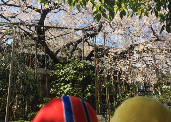 花とぬい様