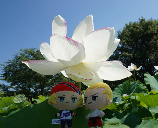花とぬい様