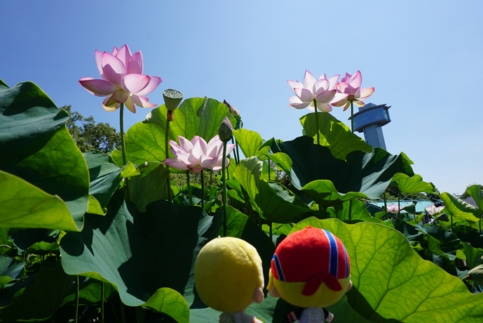 花とぬい様