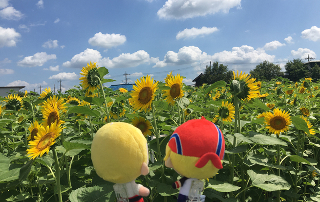 花とぬい様