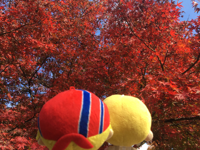 花とぬい様