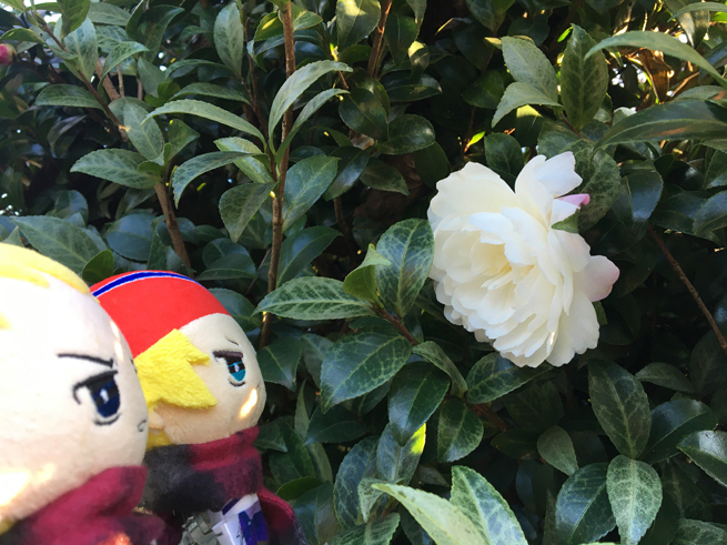 花とぬい様