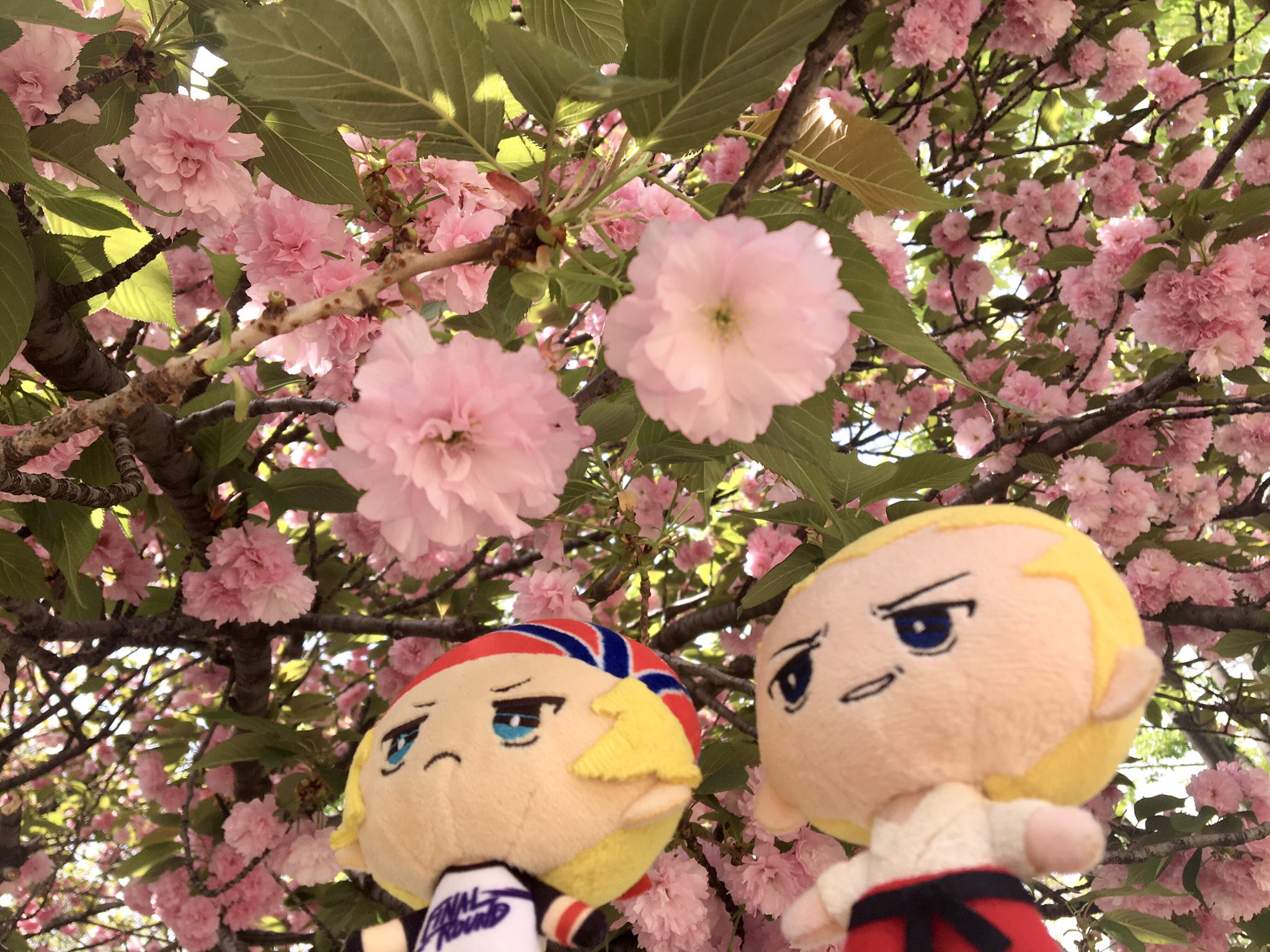 花とぬい様