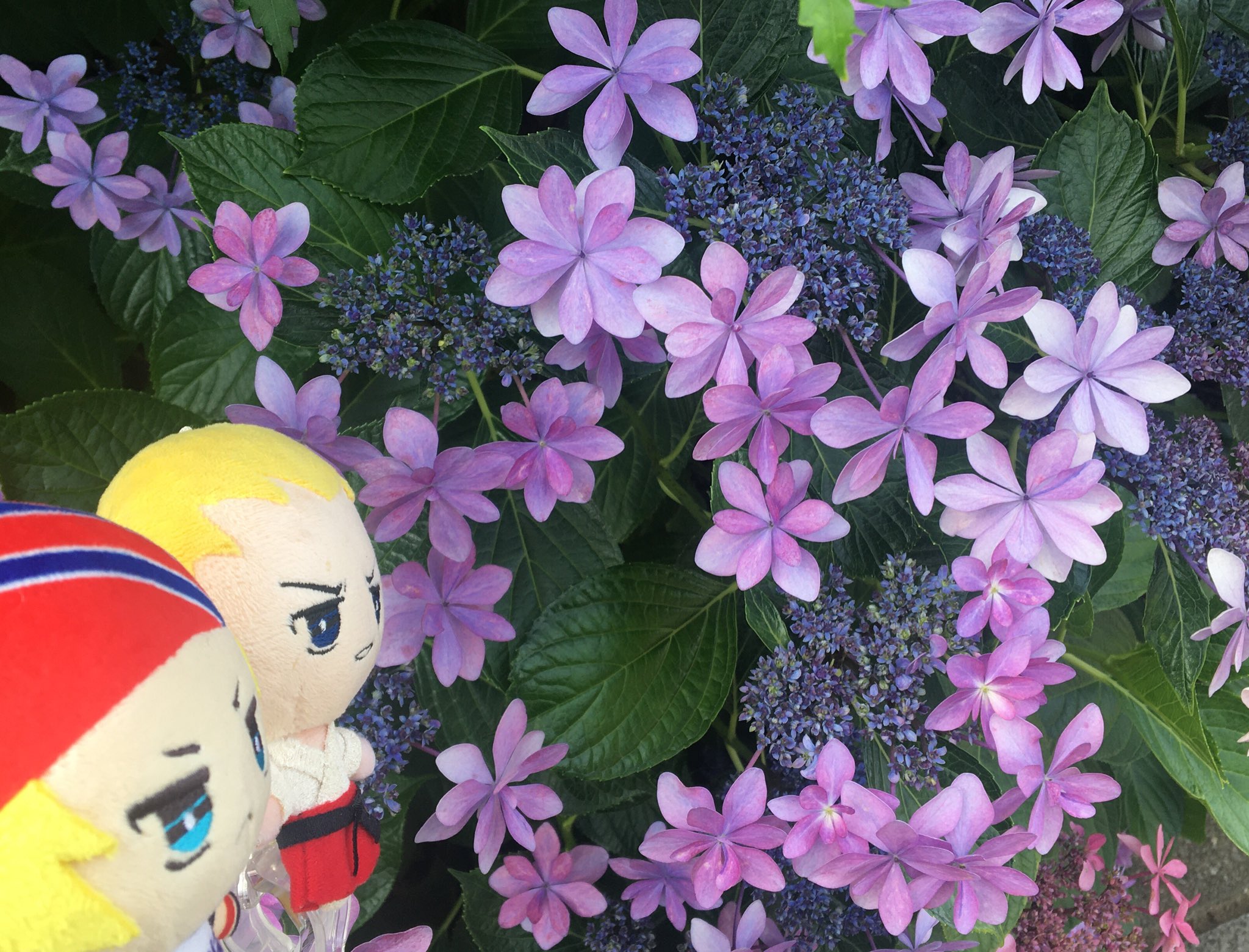 花とぬい様